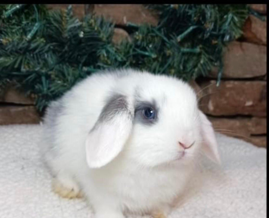 Holland Lop Rabbit (Local Pickup Only)