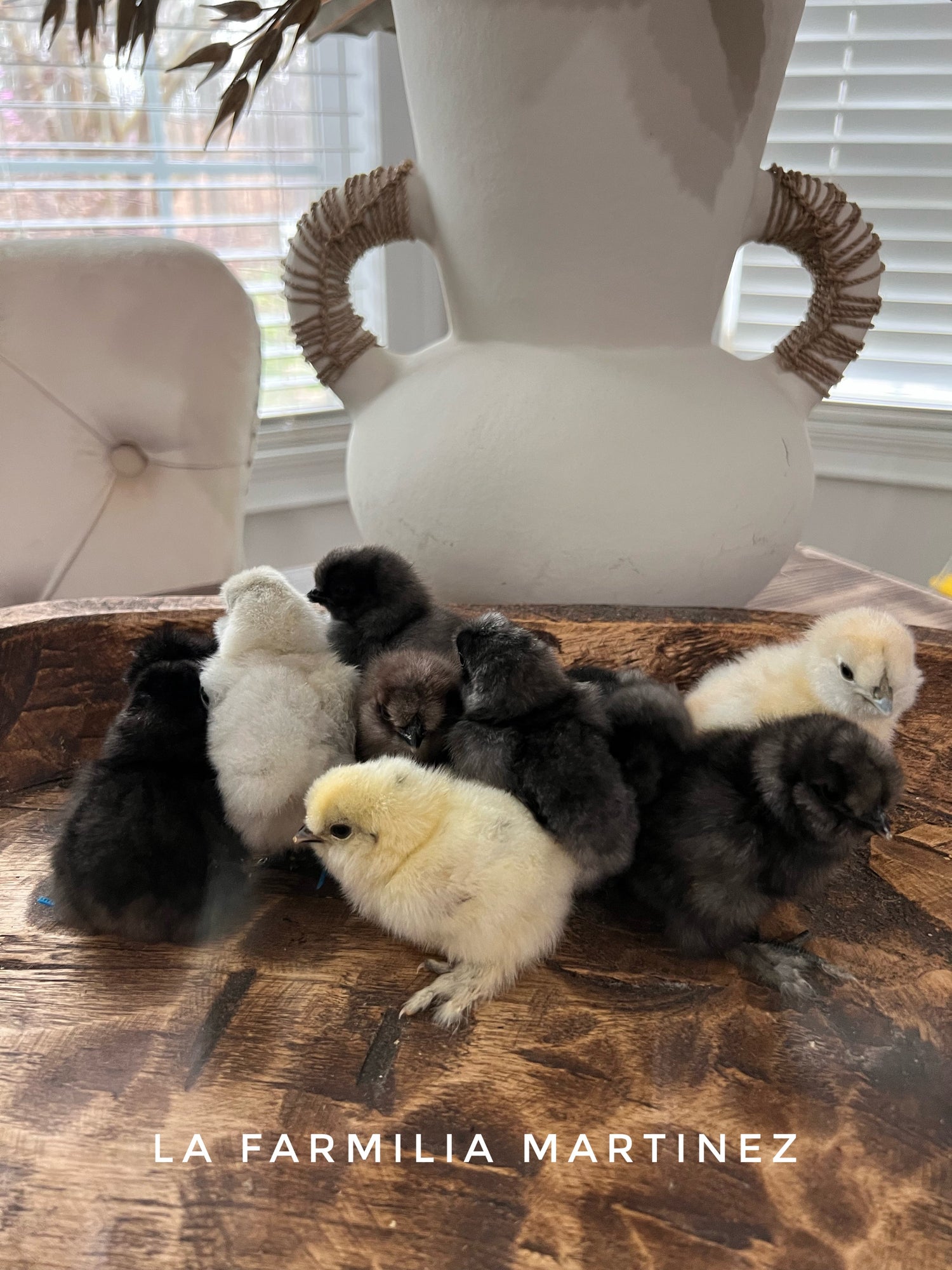 Shop Live Chicks. (Local Pickup Only)