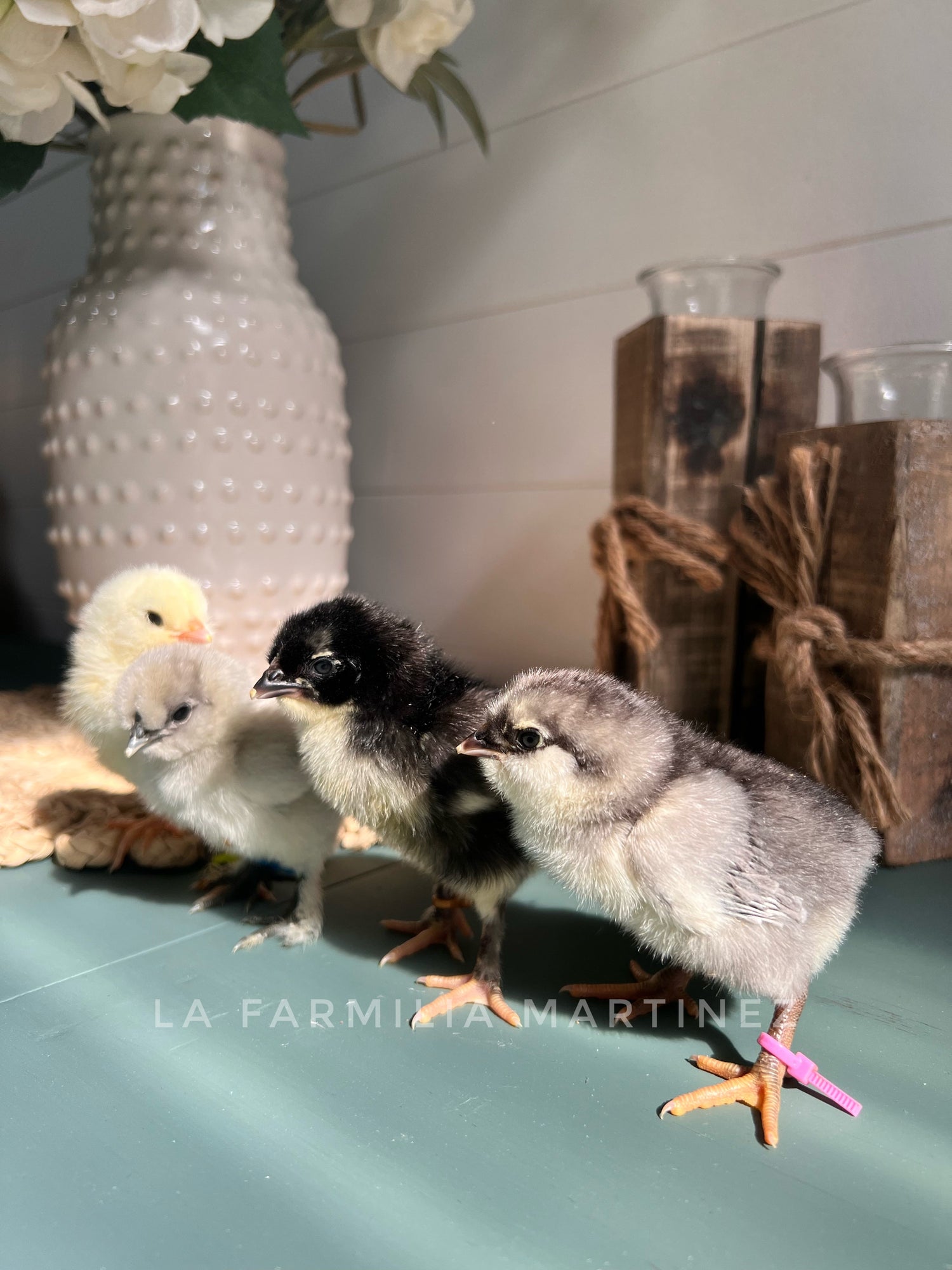 Shop Live Chicks (Grow Out-Local Pickup Only)