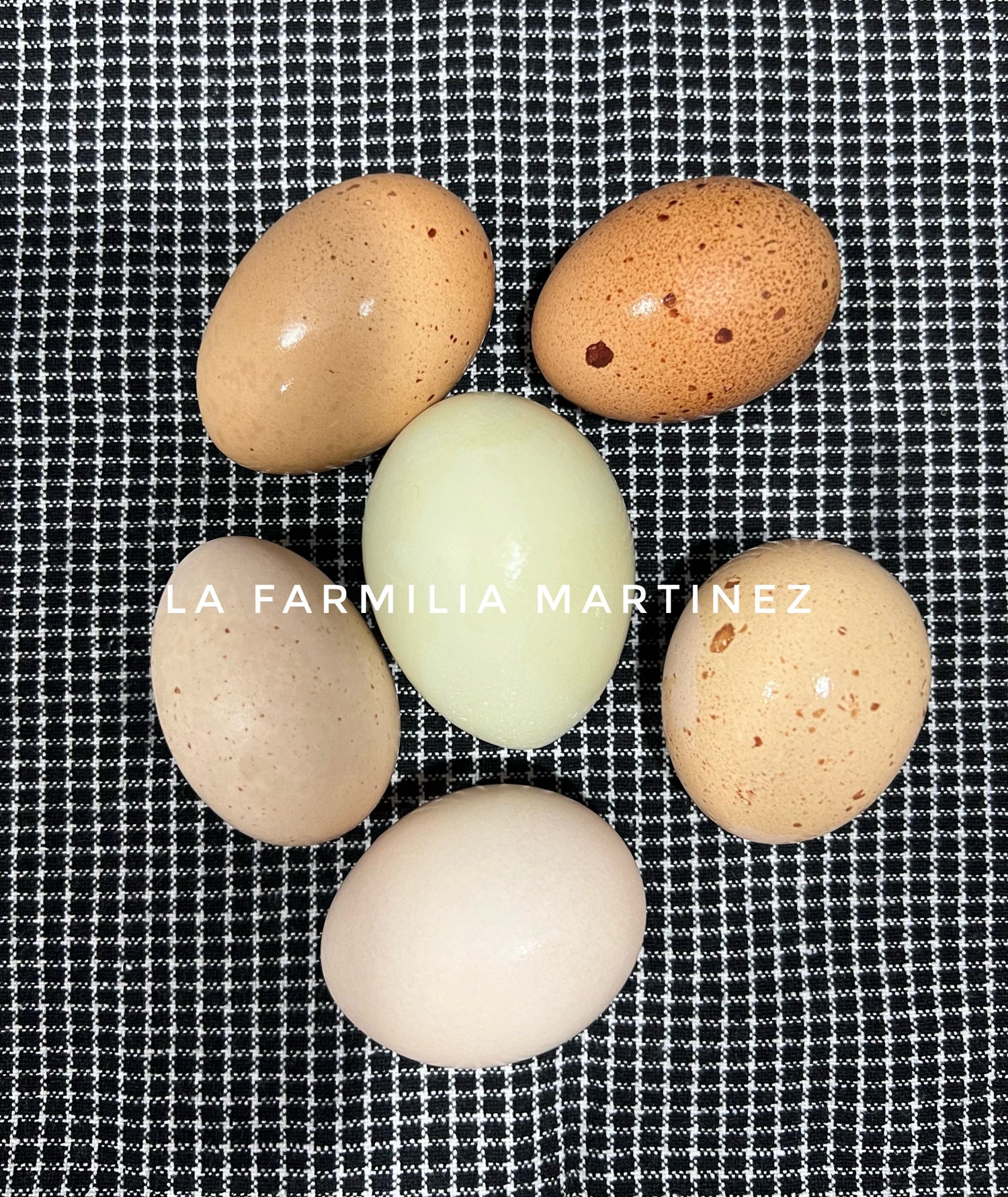 Shop Hatching Eggs (Shipping Only)