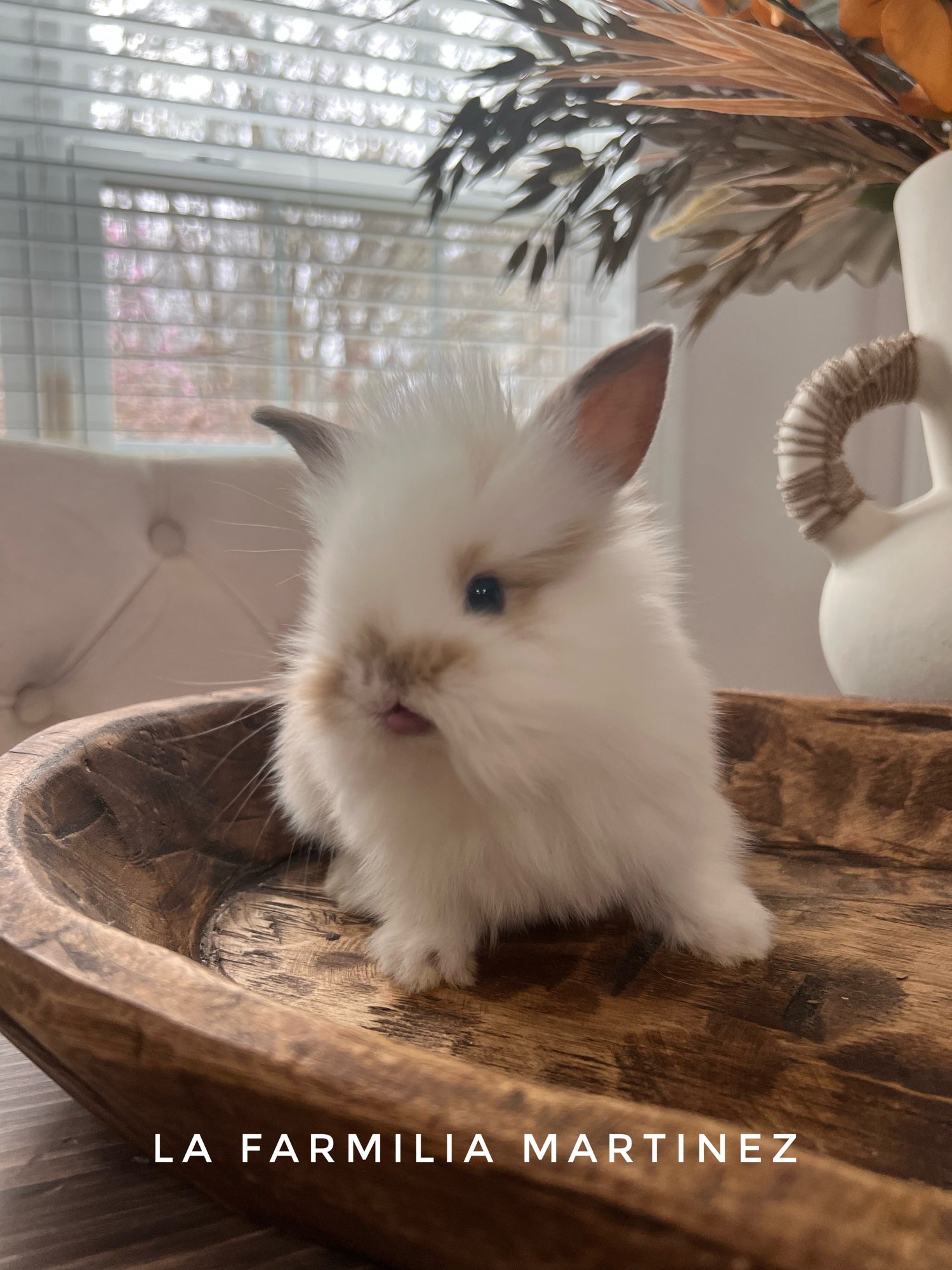Shop Rabbits (Local Pickup Only)