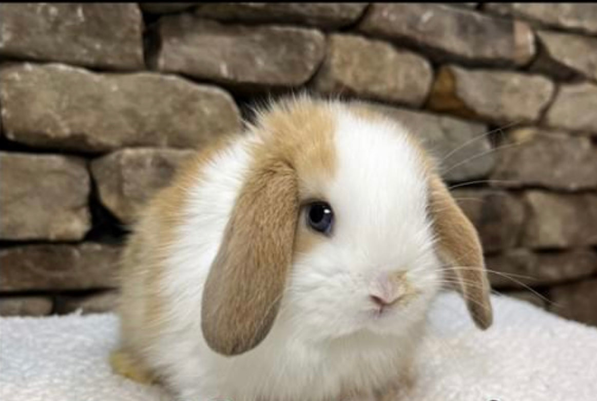 Holland Lop Rabbit (Local Pickup Only)